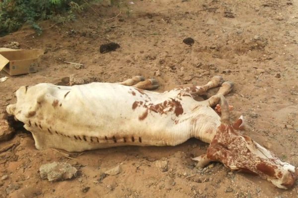 Hunger pushing children out of school in Northern Kenya