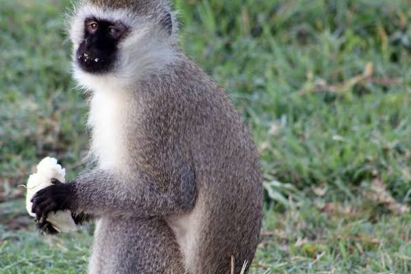 Kisii, Nyamira residents up in arms as monkeys cause havoc to school children, destroy crops