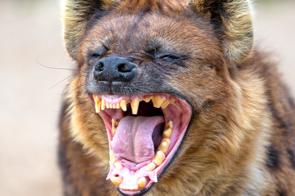 Shock as Grade 7 pupil mauled by hyenas after going missing in Nakuru