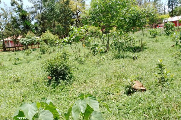 Strange animal causes panic for school children, residents in Kisii