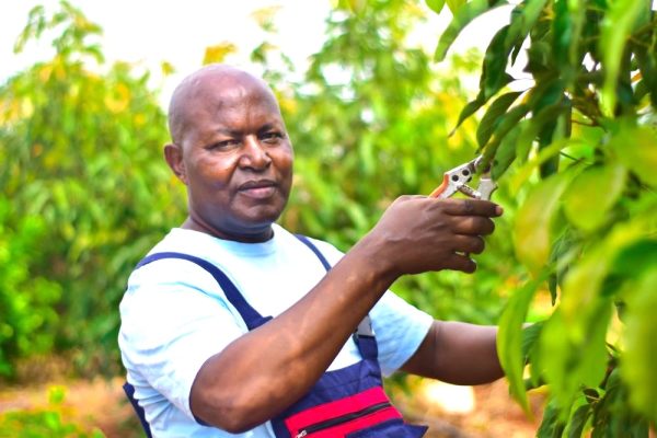 Retired teacher principal Nkonge Mbwiria tending to some of his farms