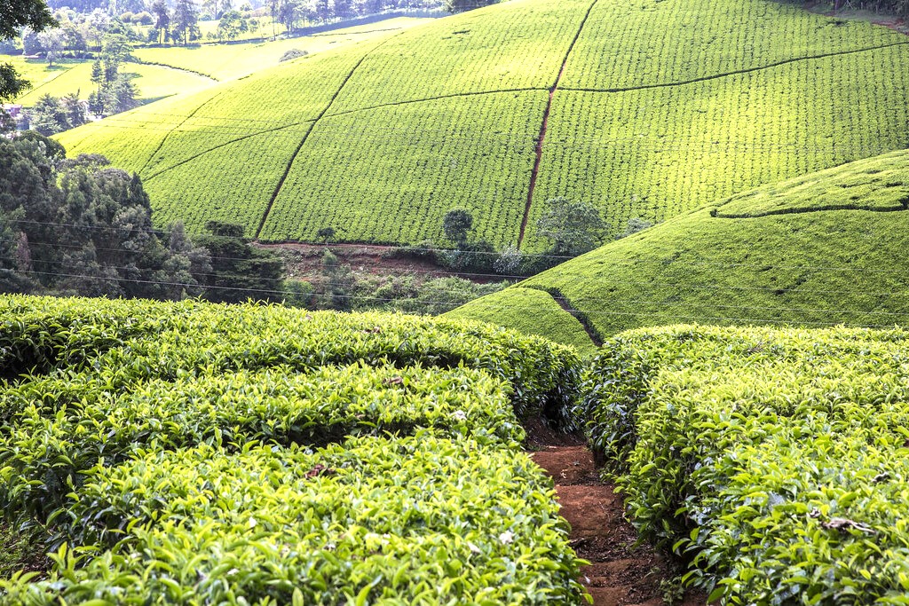 Tea growers in Bomet decry low bonuses, say children’s education at risk 2 tea