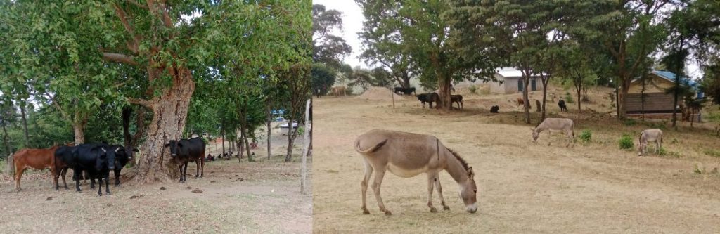 Livestock grazing in a school compound