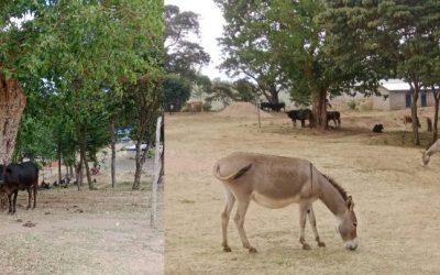 Livestock grazing in a school compound