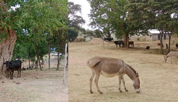 Livestock grazing in a school compound