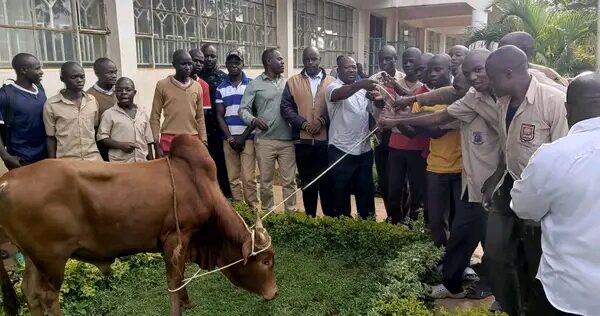 The bull delivered by Emuhaya MP team being handed over to the Emusire School administration.