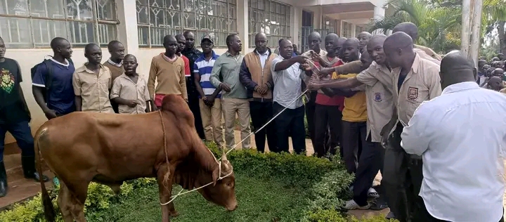 The bull delivered by Emuhaya MP team being handed over to the Emusire School administration.