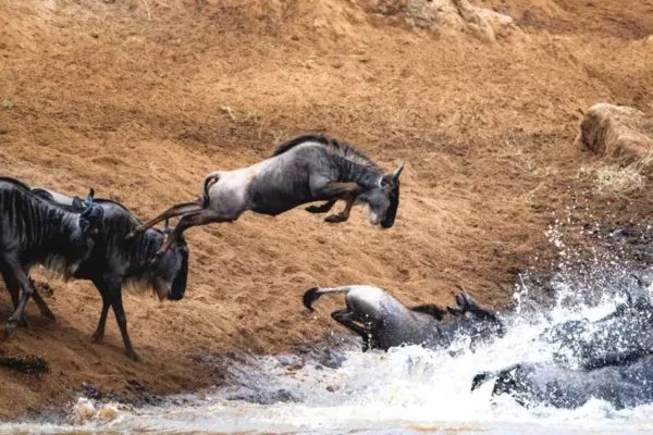 Great Migration Guide14 980x551 1