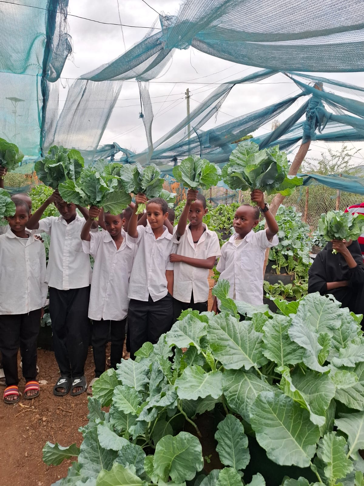 How a Garissa school is beating drought through farming innovation 2 Yathrib Comprehensive School thriving half-acre farm where students grow vegetables, particularly sukuma wiki (kale).