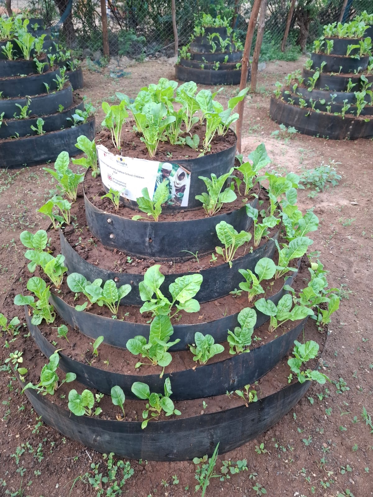 Yathrib Comprehensive School thriving half-acre farm where students grow vegetables, particularly sukuma wiki (kale).