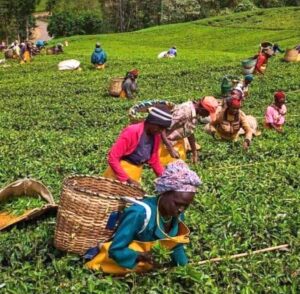 Tea pluckers at an estate in Bomet County.