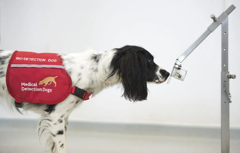 A UK Sniffing dog